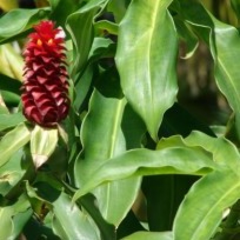 Insulin Plant – Costus Igneus – Plant Serve