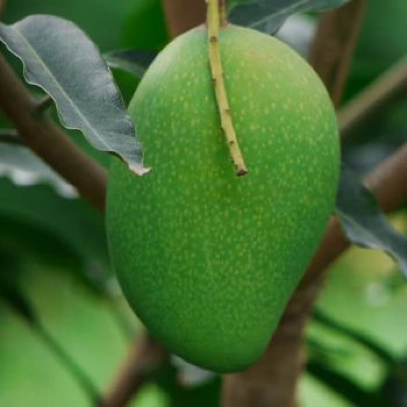 Mango Badami (grafted) plant, Karnataka alphonso plant – Plant Serve